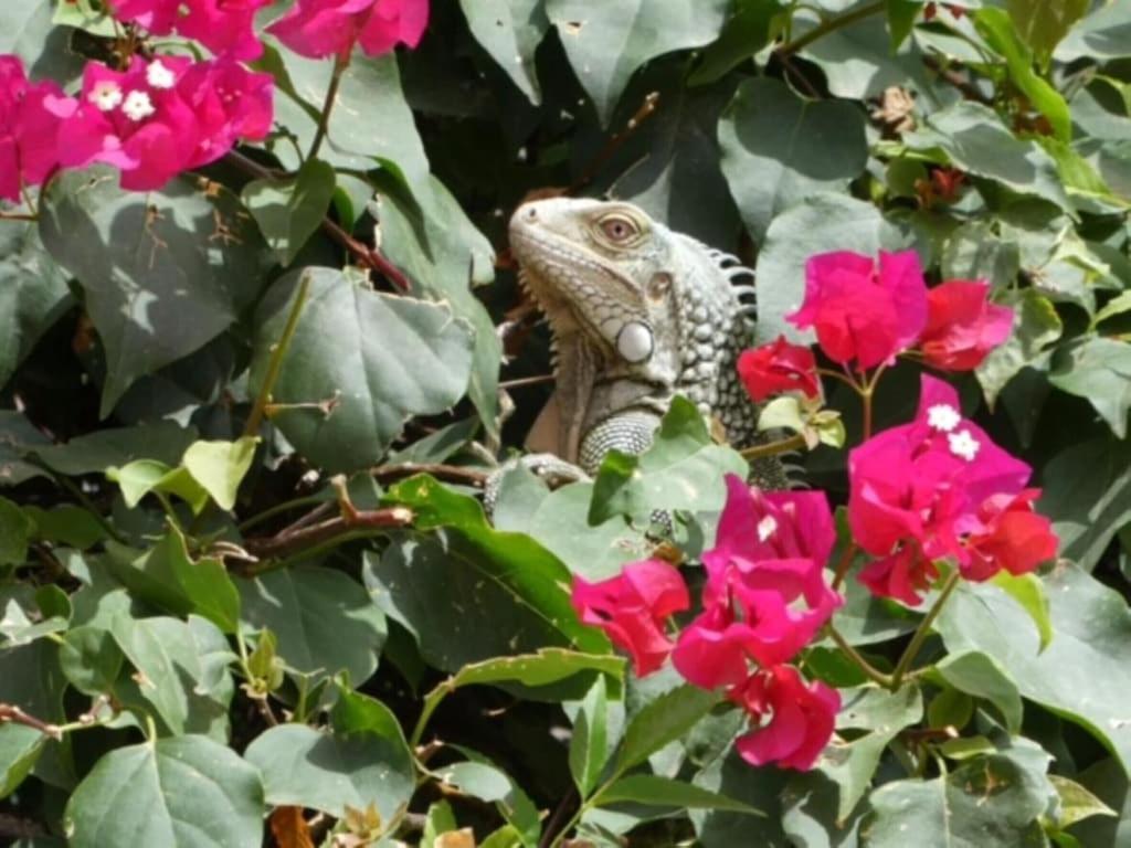 Villa Perla Due คราเลนไดค์ ภายนอก รูปภาพ